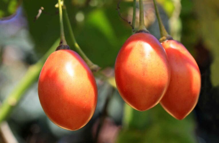 6 propriedades saudáveis ​​do tomate de árvore, uma fruta tão saudável quanto exótica